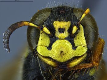 Media type: image;   Entomology 13760 Aspect: head frontal view